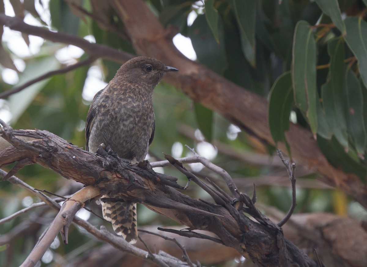 Fan-tailed Cuckoo - Geoff Dennis