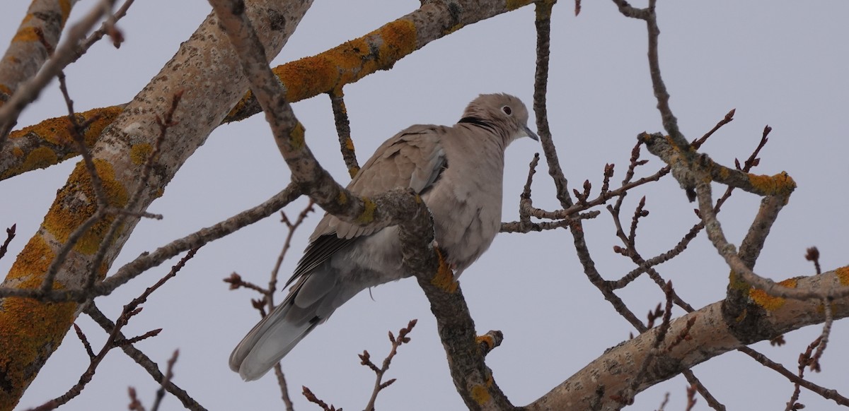 Eurasian Collared-Dove - eero salo-oja