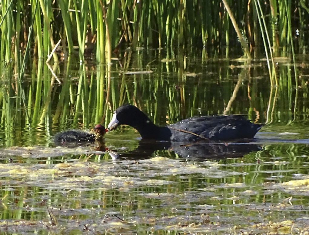 American Coot (Red-shielded) - ML31614911