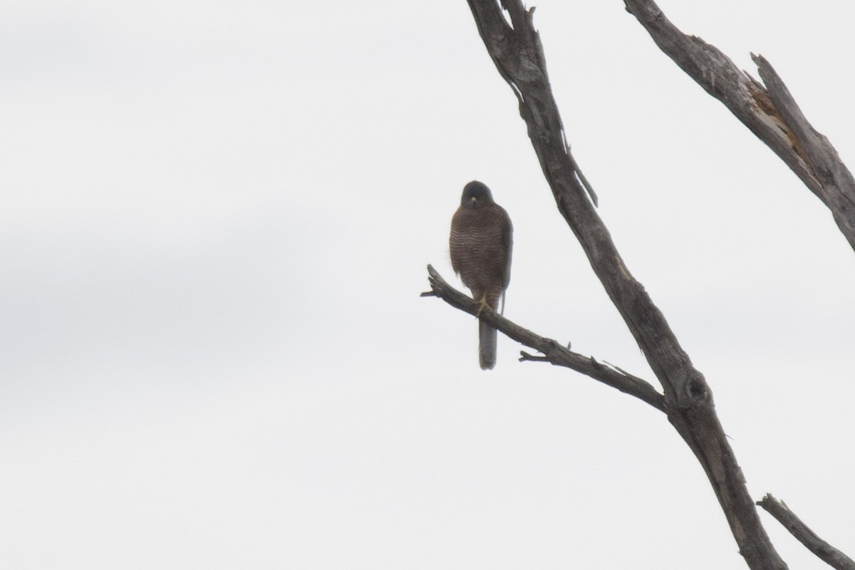 Collared Sparrowhawk - ML316152521