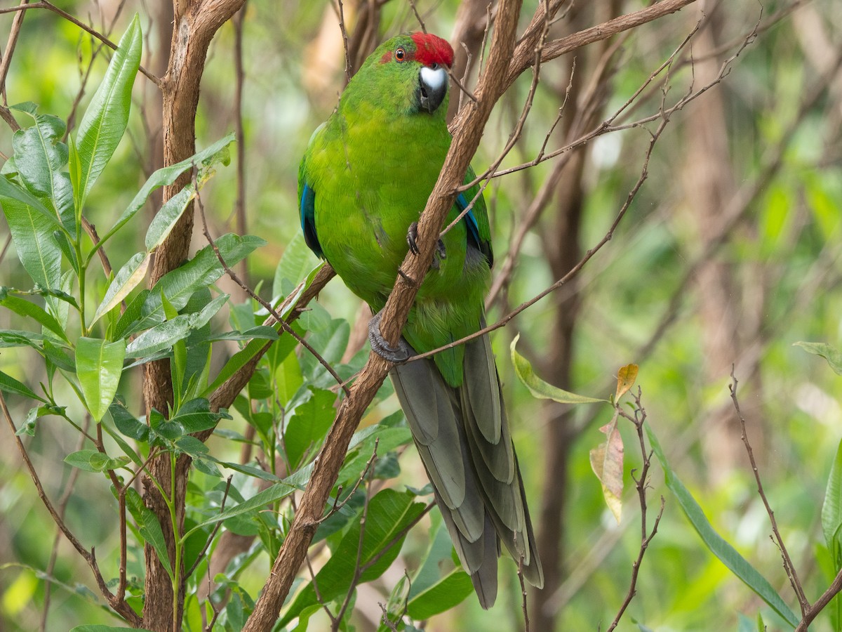 Norfolk Island Parakeet - Neil Broekhuizen