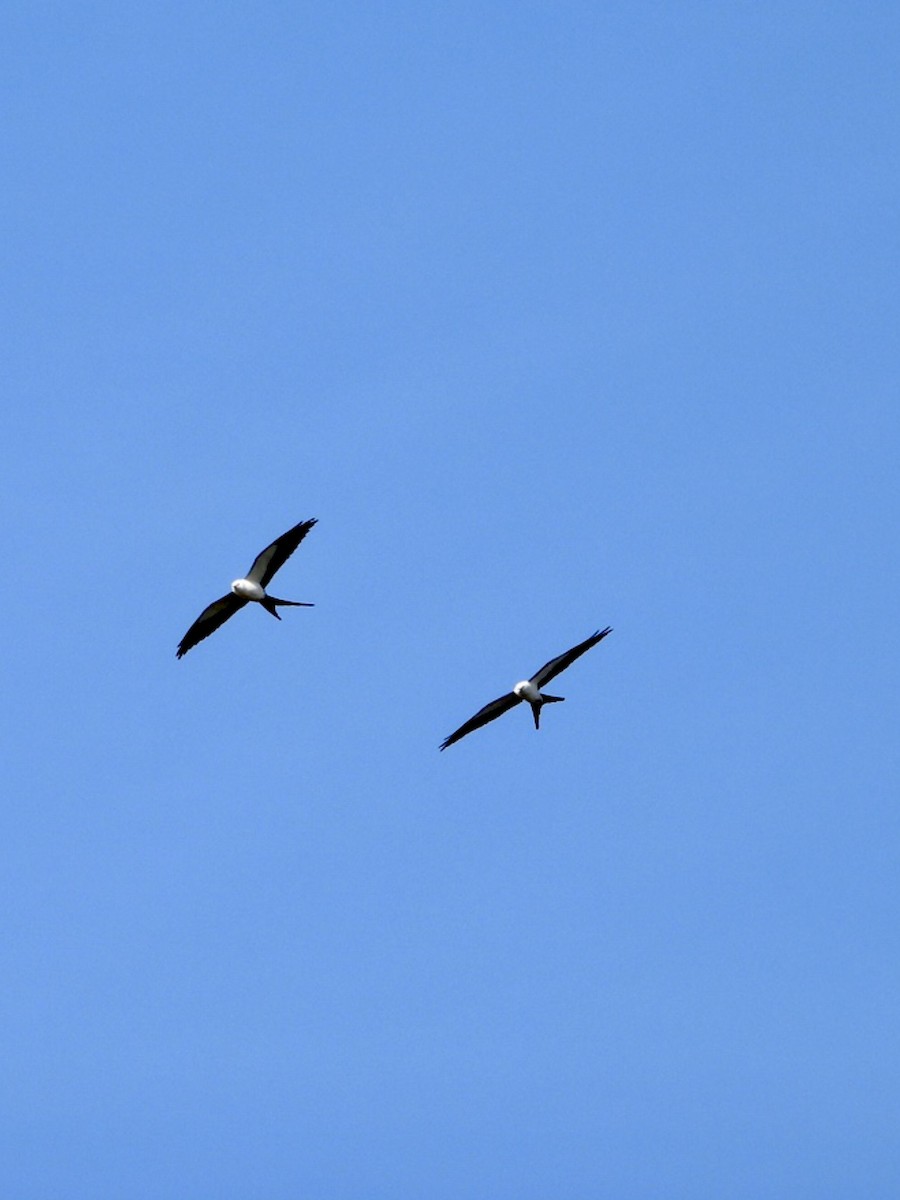 Swallow-tailed Kite - ML316158531