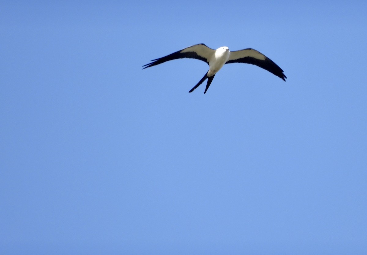 Swallow-tailed Kite - ML316158551