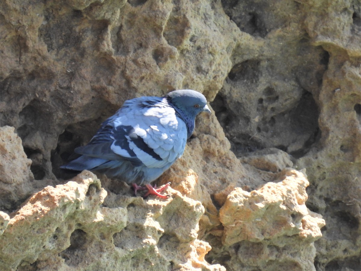 Rock Pigeon (Wild type) - ML316163871