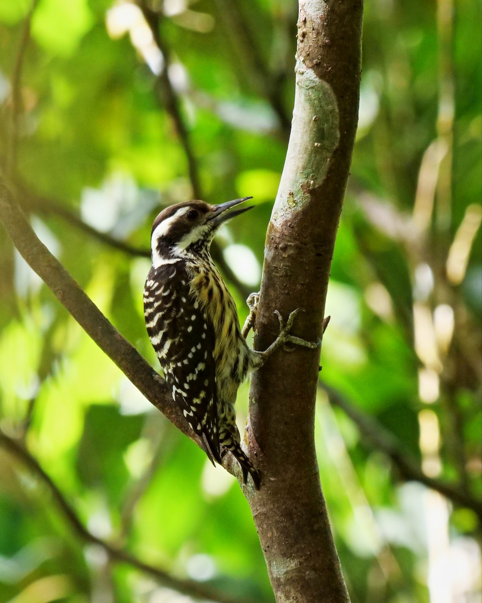 Philippine Pygmy Woodpecker - ML316165081