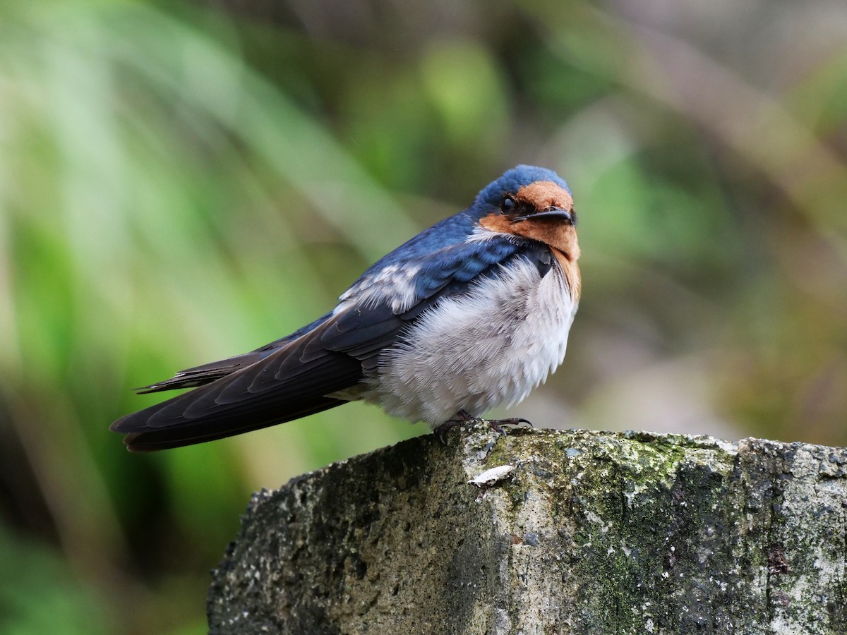 Pacific Swallow - ML316165311