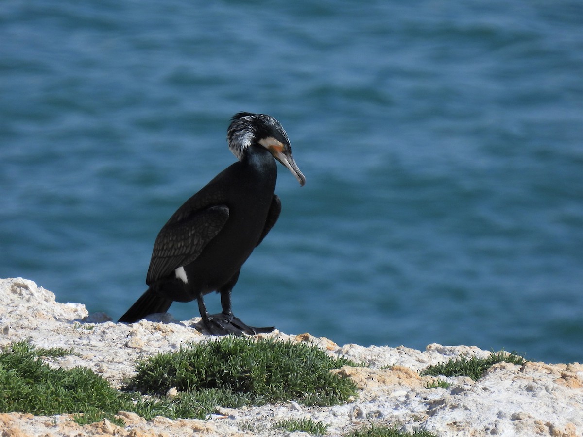 Great Cormorant - Joren van Schie