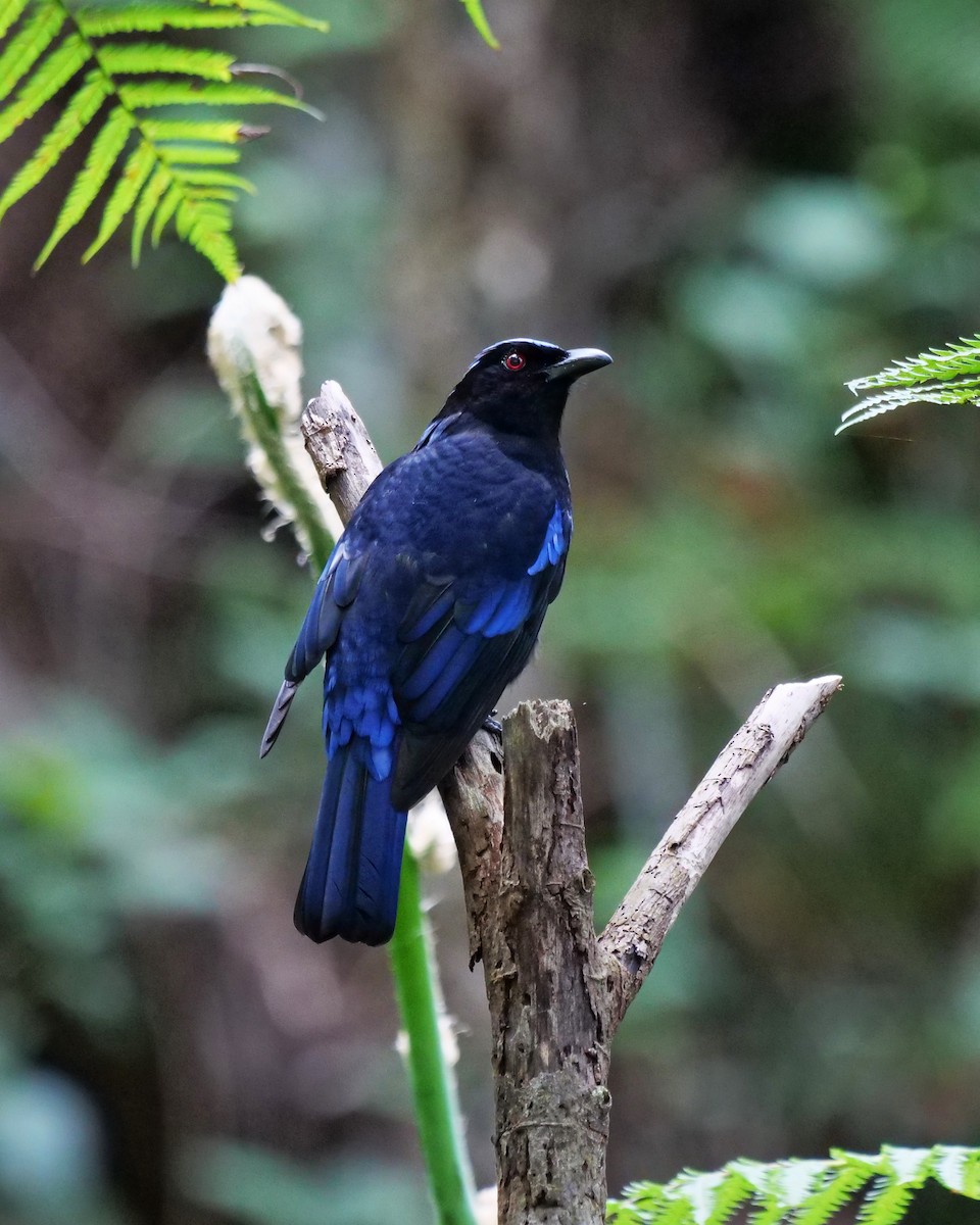 Philippine Fairy-bluebird - ML316165831