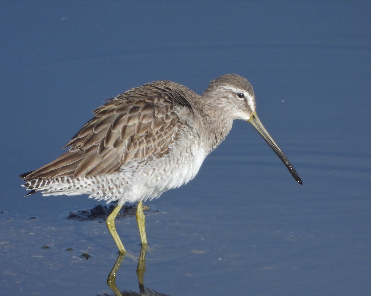 Long-billed Dowitcher - ML316172321