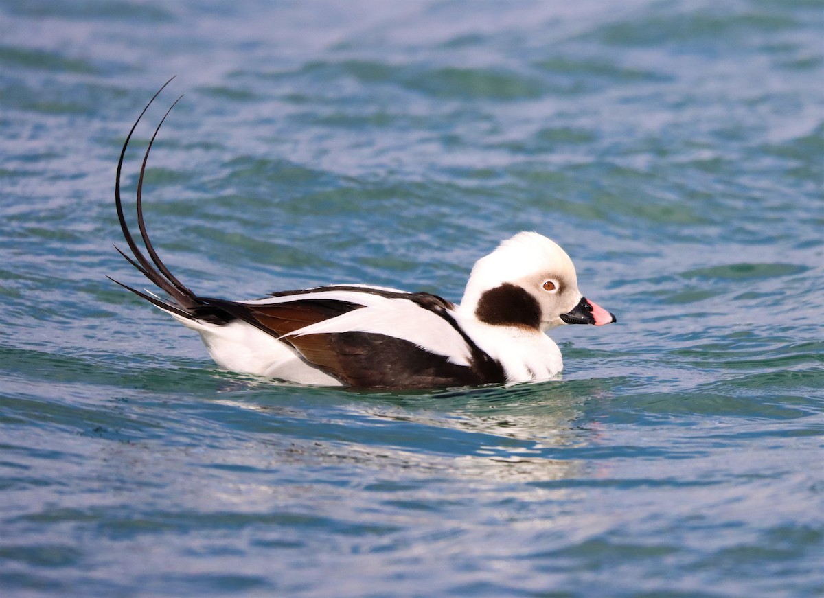 Long-tailed Duck - ML316172901