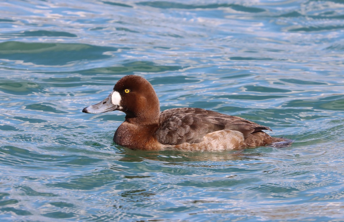 Greater Scaup - ML316173171
