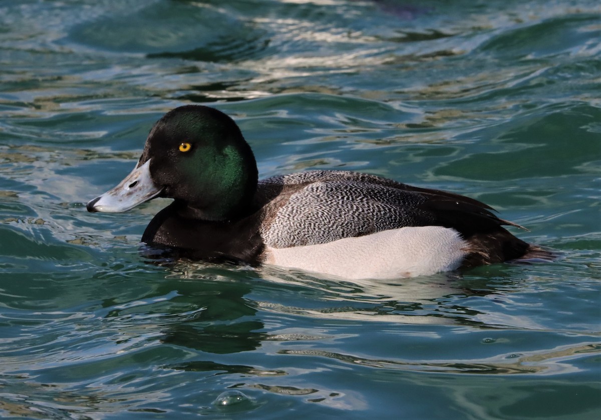 Greater Scaup - ML316173401