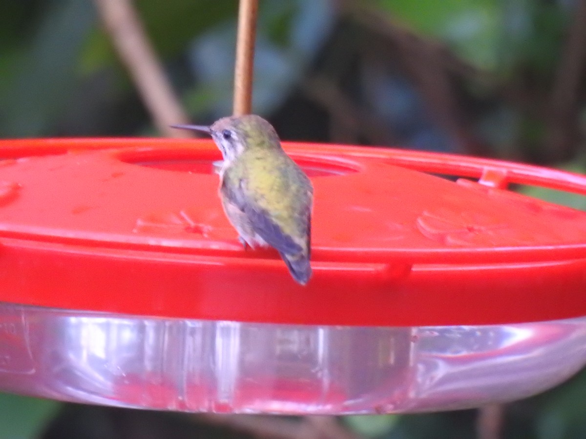 Calliope Hummingbird - ML316173471