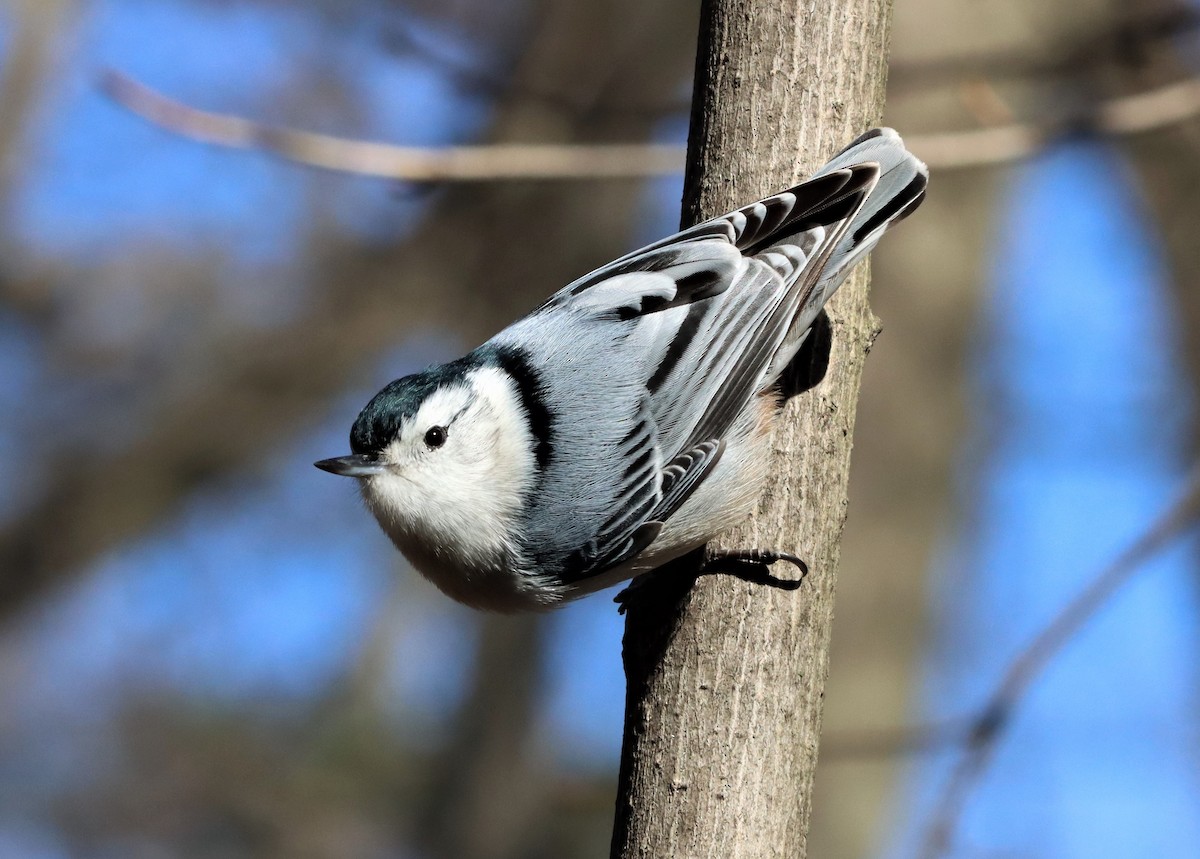 White-breasted Nuthatch - ML316176331