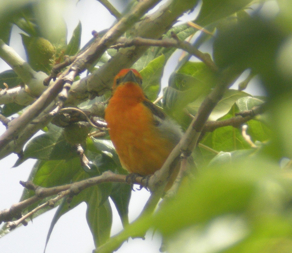 Flame-colored Tanager - ML316176451