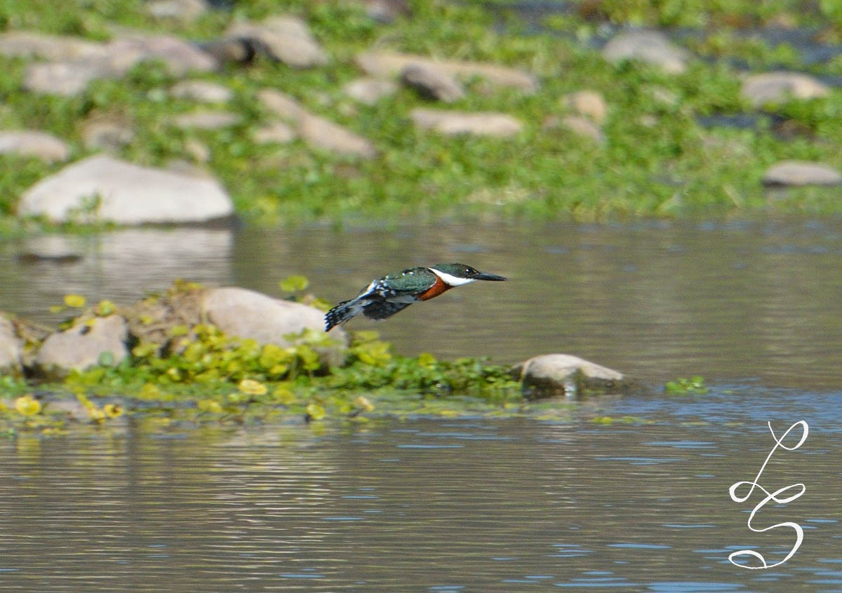 Green Kingfisher - Luis Fernandez