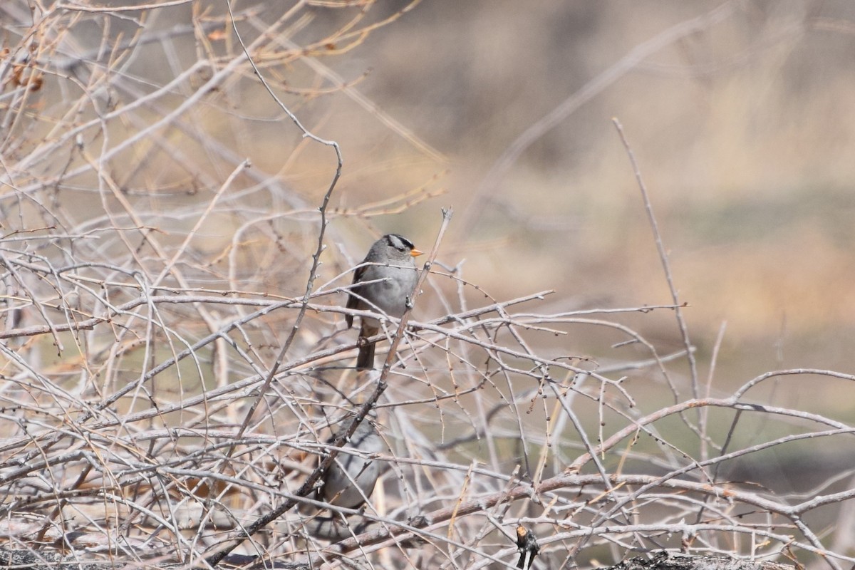 White-crowned Sparrow - ML316178271