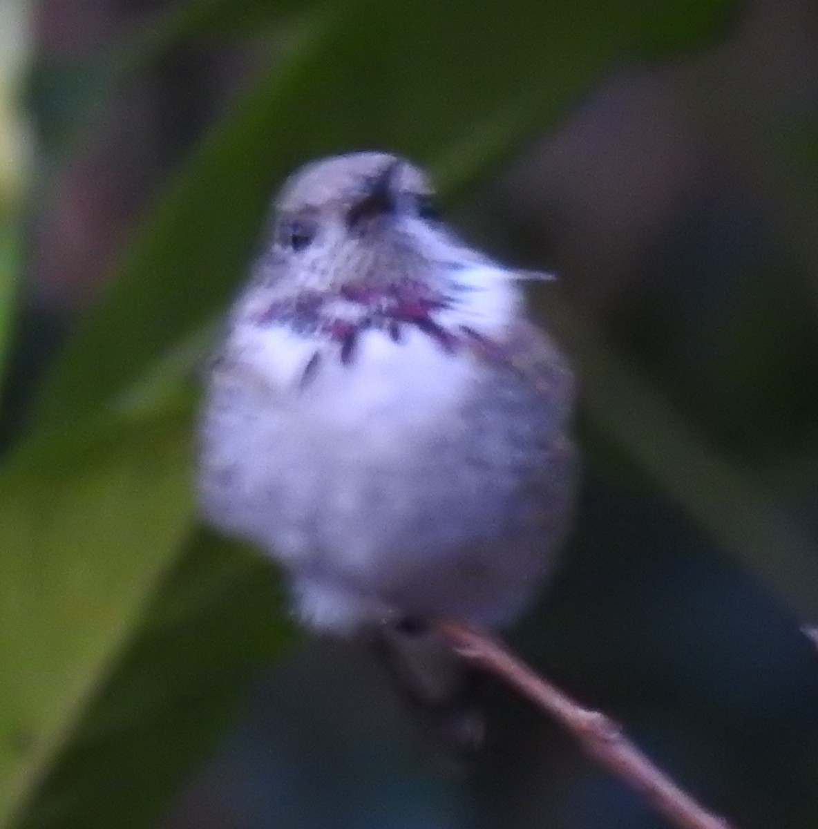 Calliope Hummingbird - Jared Hamby