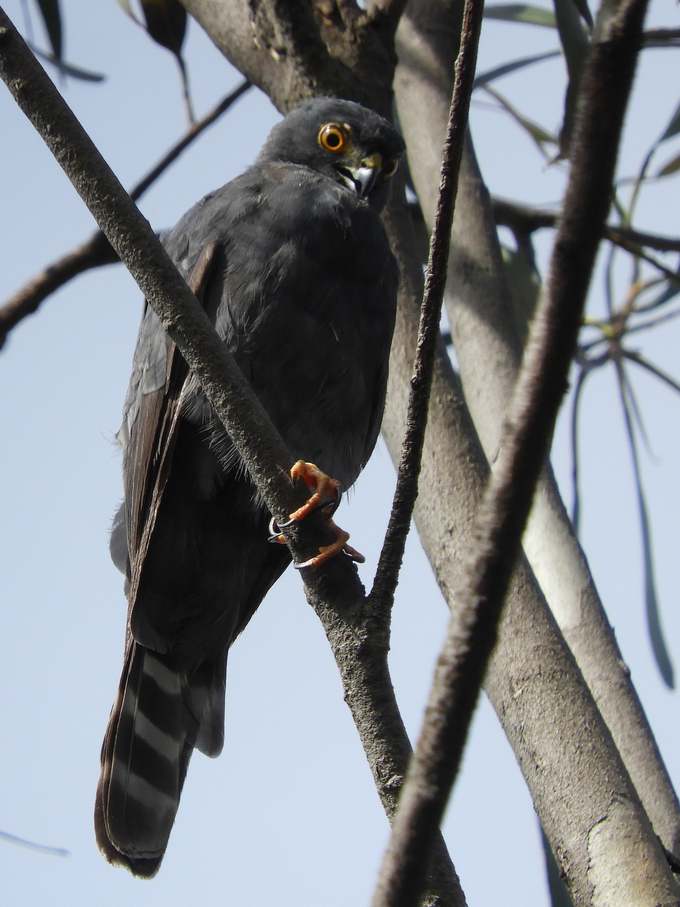 アシボソハイタカ Ventralis Ebird