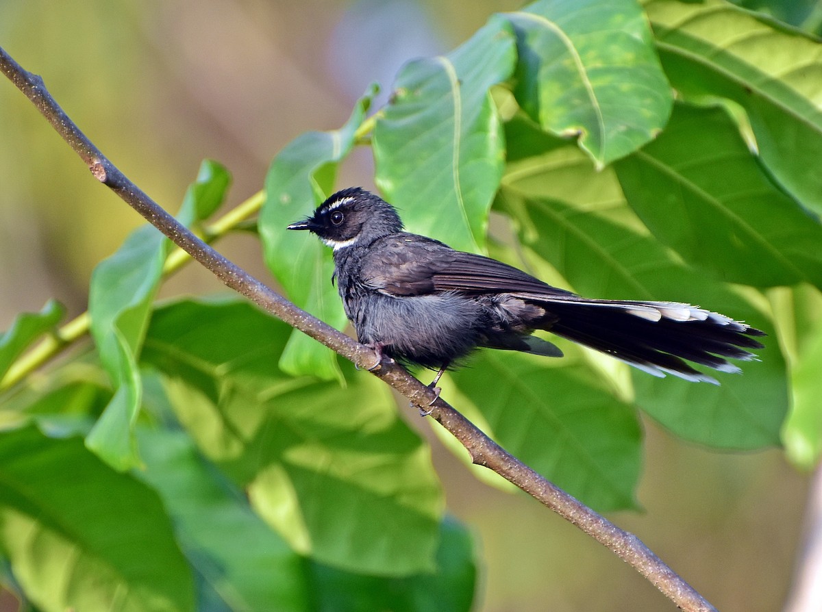 White-throated Fantail - ML316182131