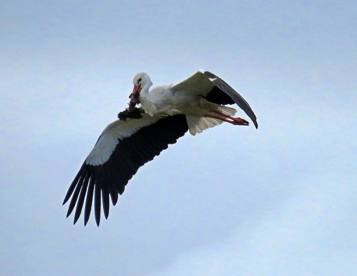 White Stork - Joao Freitas