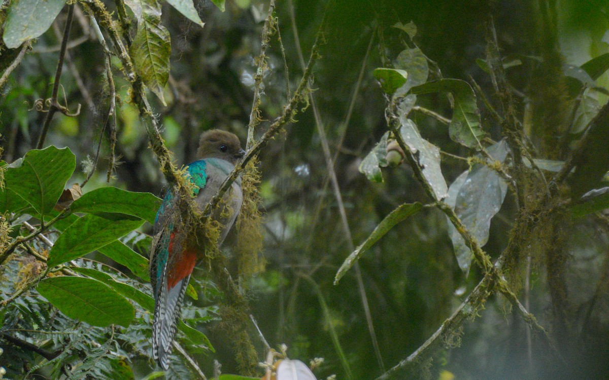Quetzal Guatemalteco (mocinno) - ML316190221
