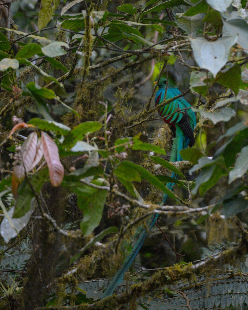 Resplendent Quetzal (Guatemalan) - Luis Trinchan