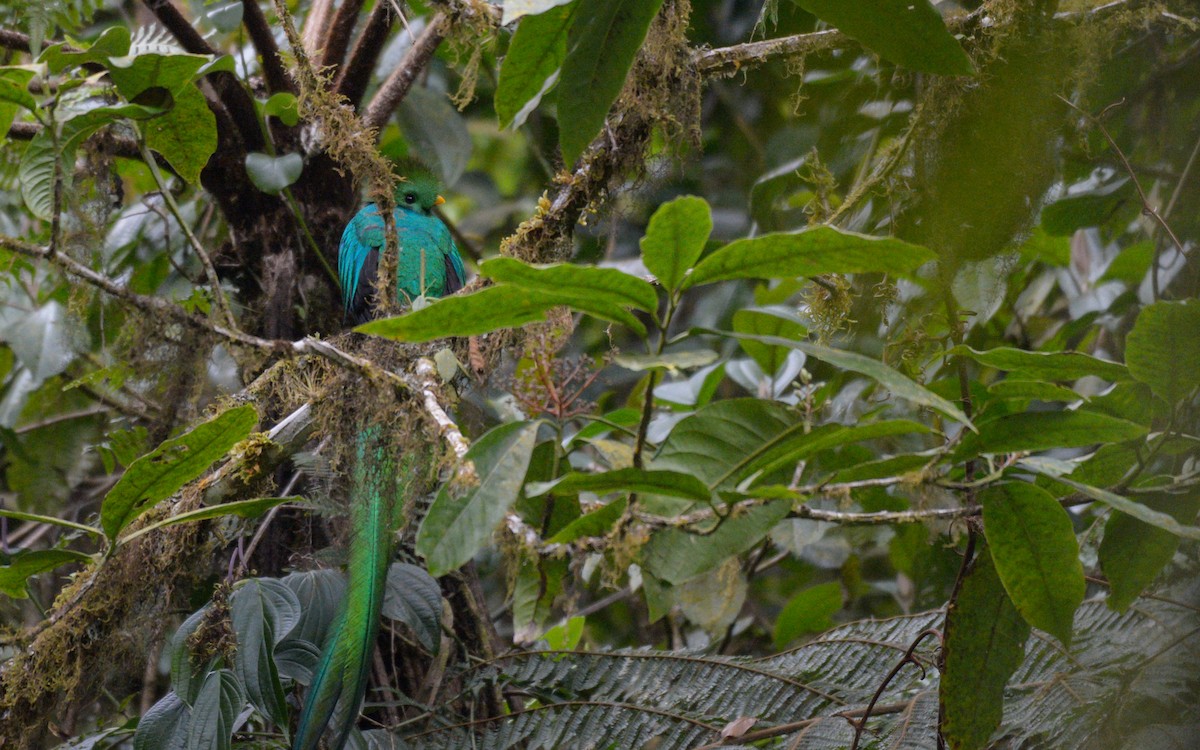Resplendent Quetzal (Guatemalan) - ML316191051