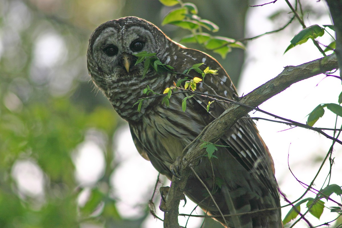 Barred Owl - graichen & recer