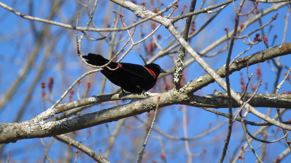 Red-winged Blackbird - Kathryn Dia