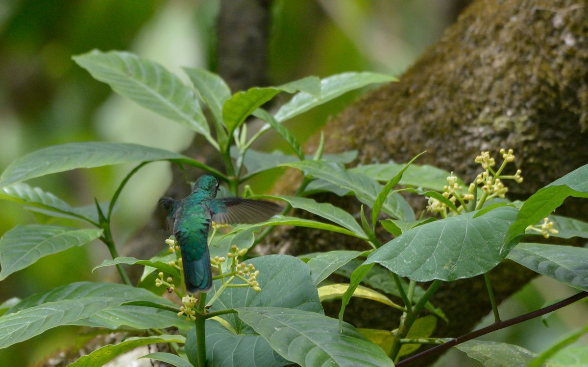 Emerald-chinned Hummingbird - ML316207851