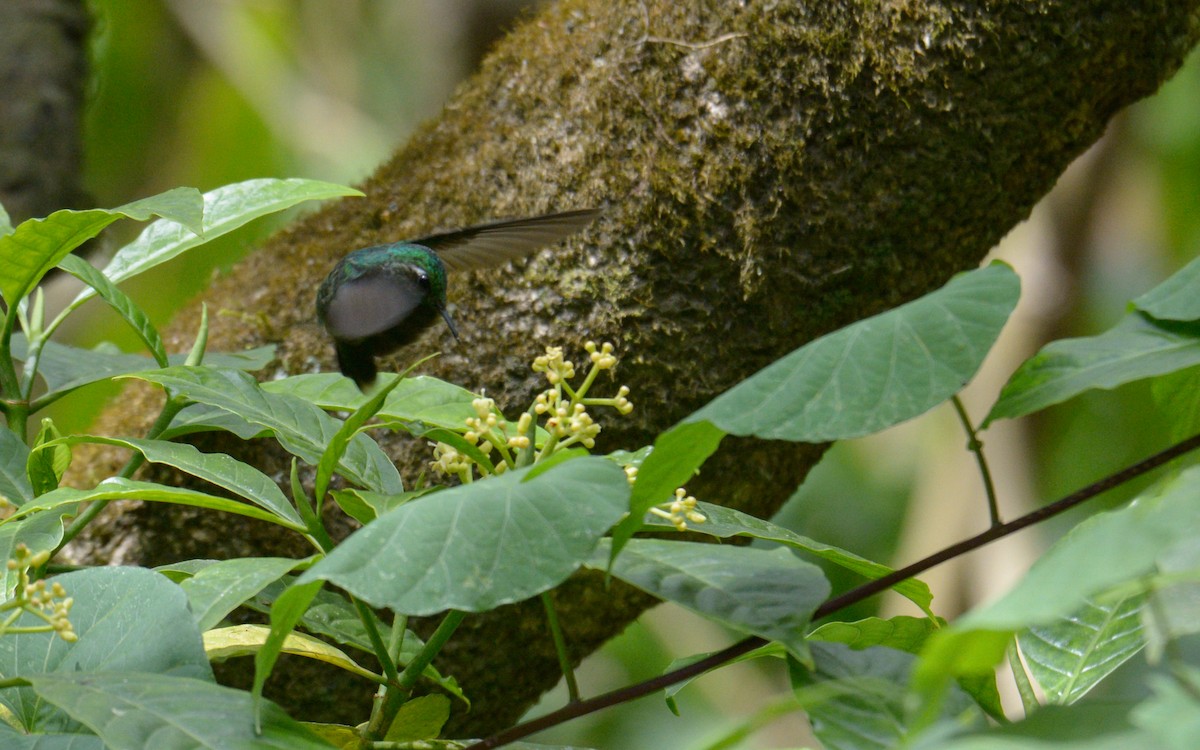 Emerald-chinned Hummingbird - Luis Trinchan