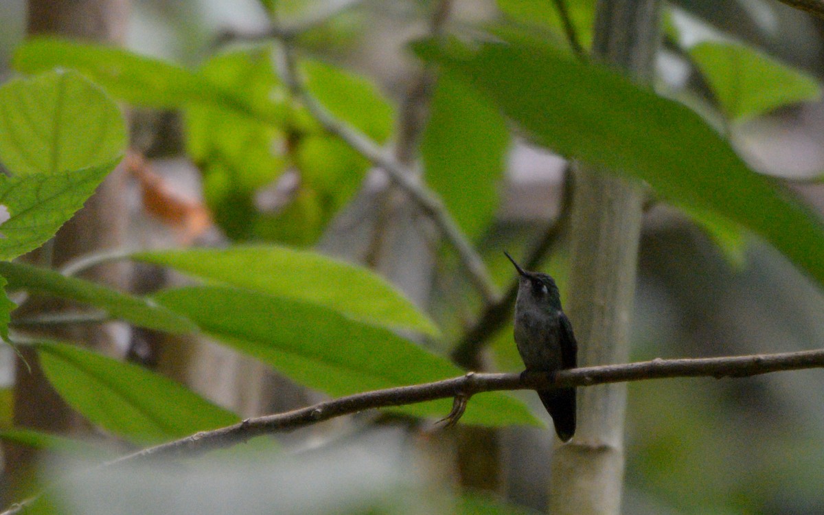 Emerald-chinned Hummingbird - ML316207871