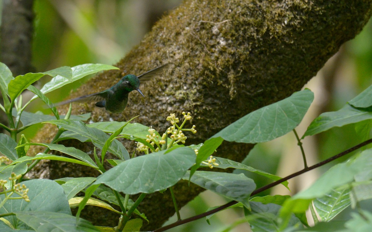 Emerald-chinned Hummingbird - ML316207881