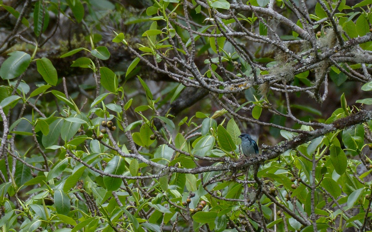 Azure-rumped Tanager - ML316208101