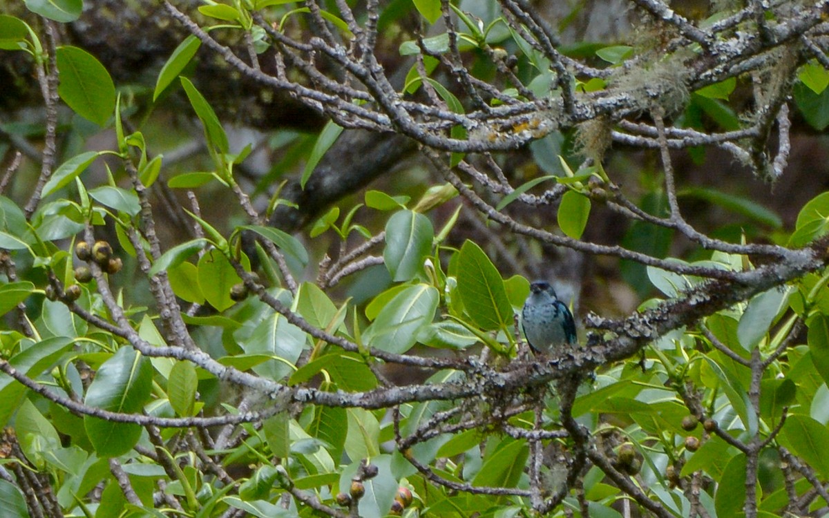 Azure-rumped Tanager - ML316208111