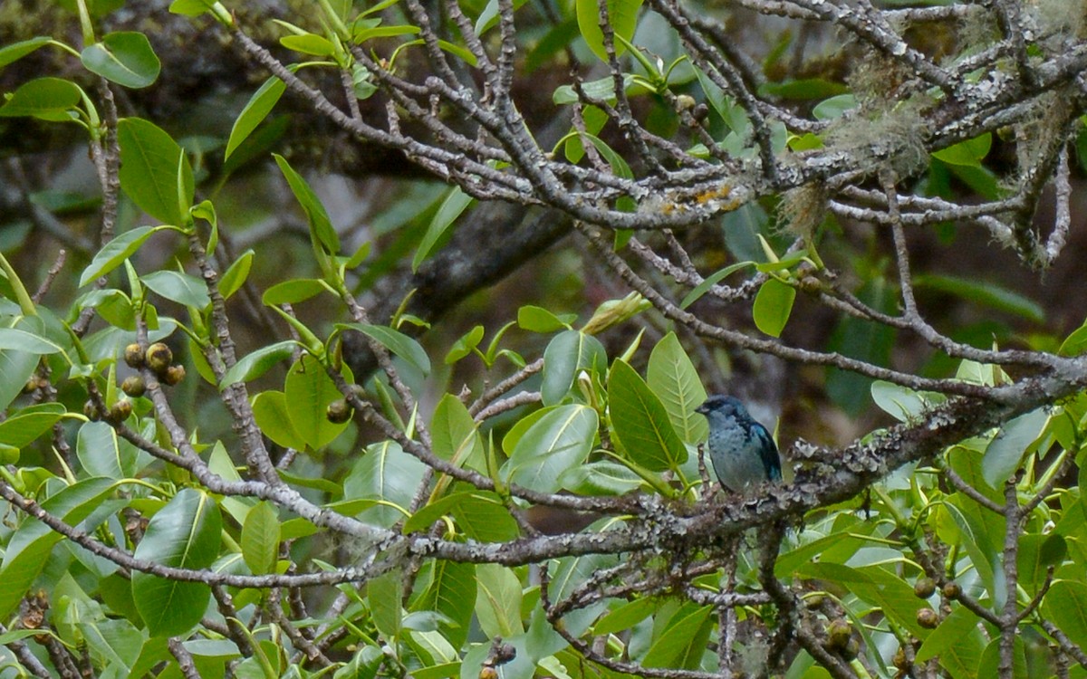 Azure-rumped Tanager - ML316208121