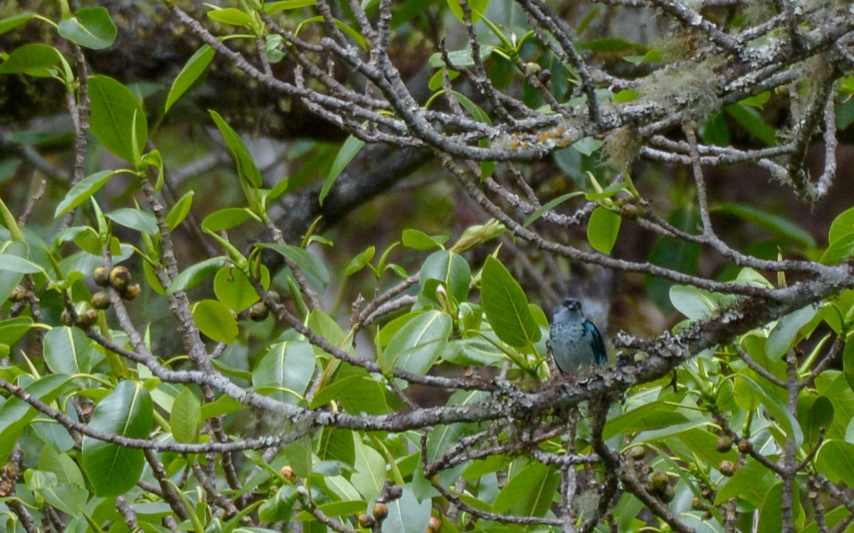 Azure-rumped Tanager - ML316208131