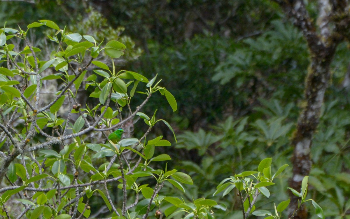 Blue-crowned Chlorophonia - Luis Trinchan