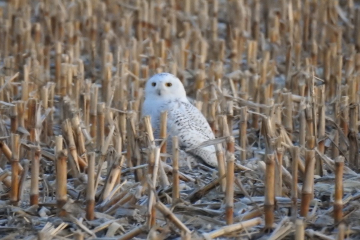Snowy Owl - ML316209241