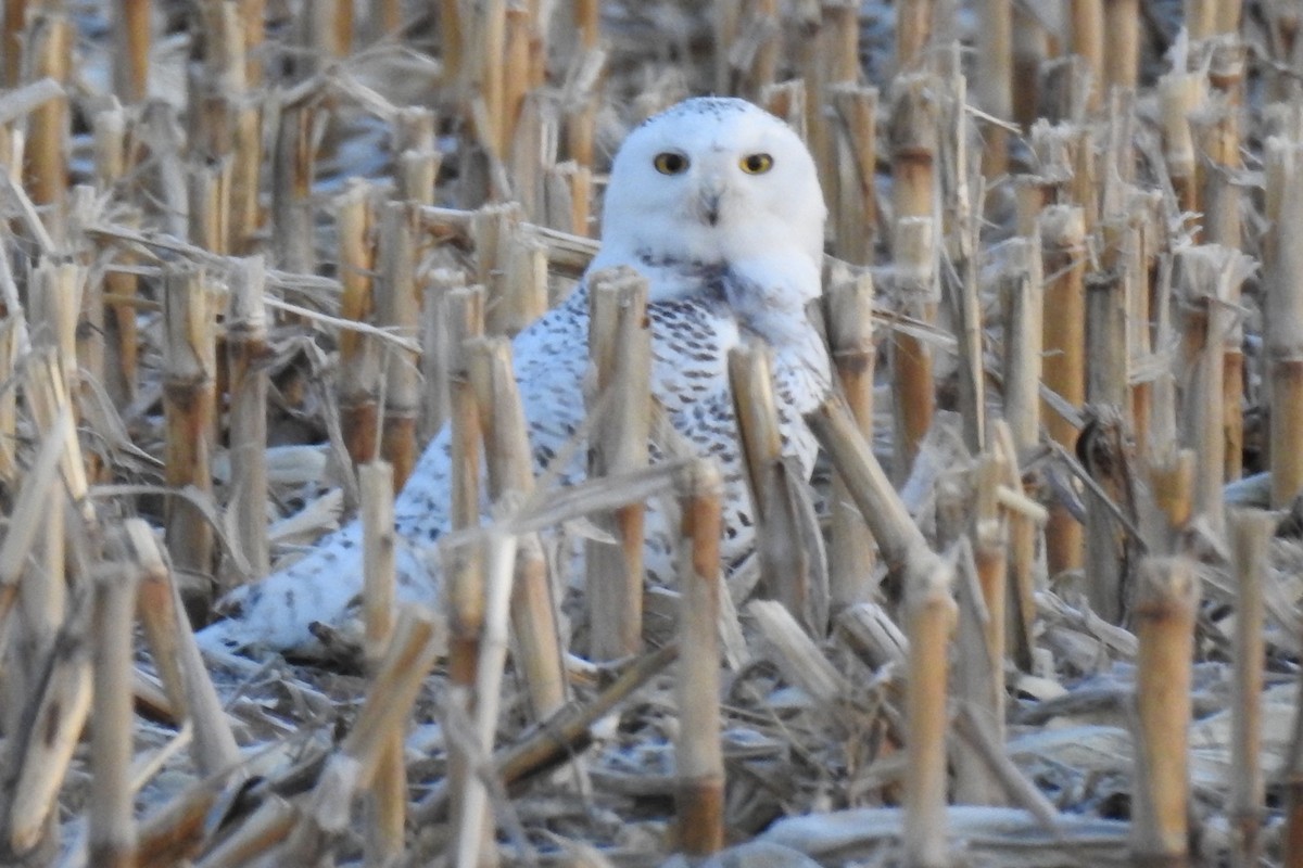 Snowy Owl - ML316209281