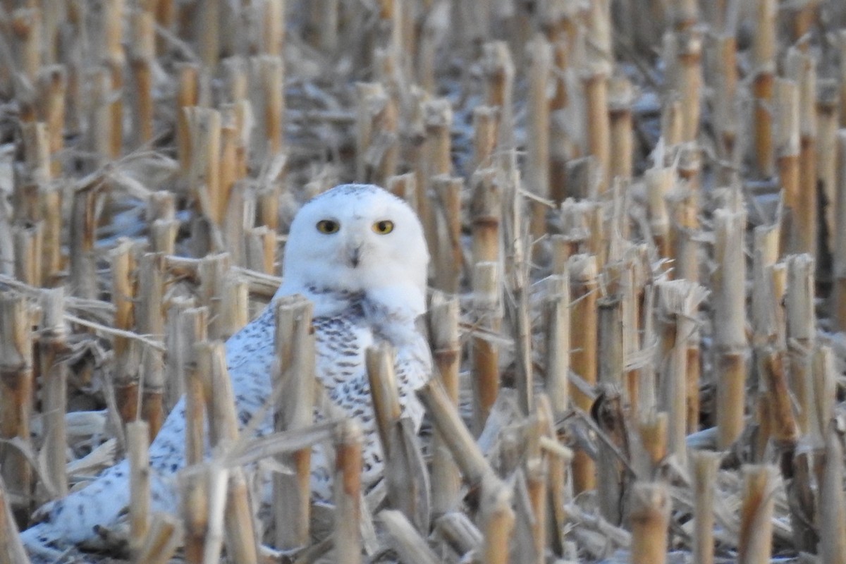 Snowy Owl - ML316209291