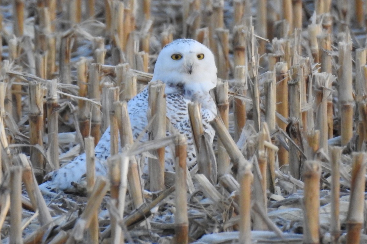 Snowy Owl - ML316209301