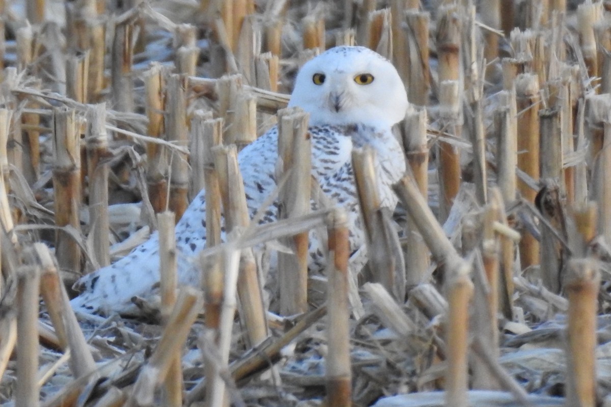 Snowy Owl - ML316209351