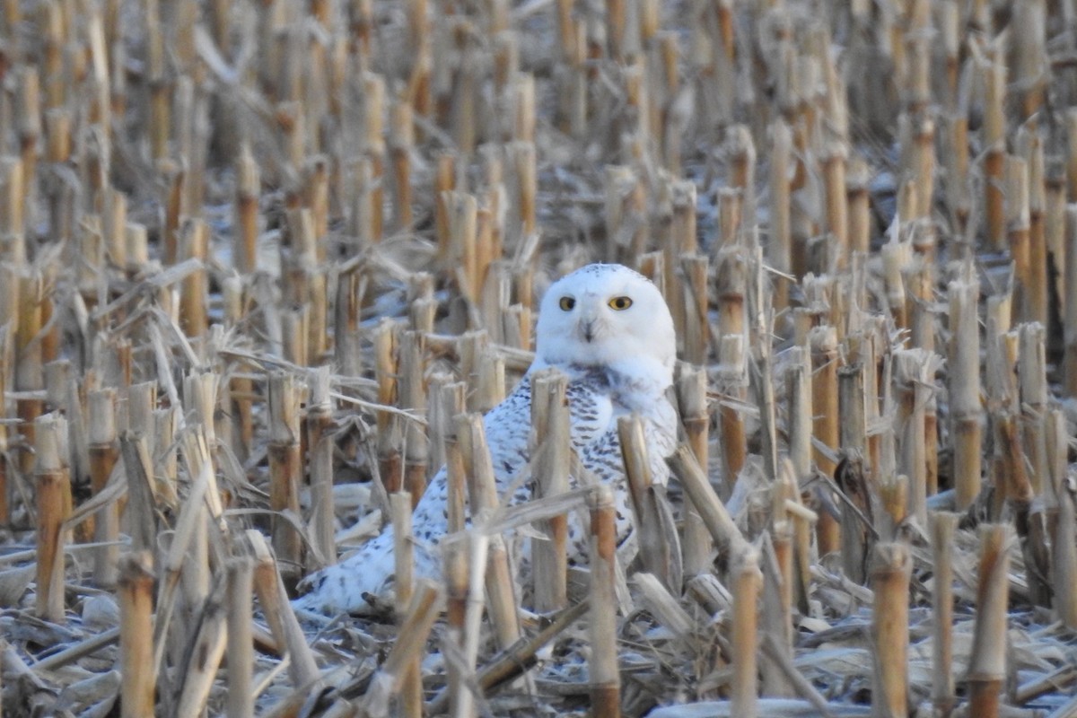 Snowy Owl - Dan Belter