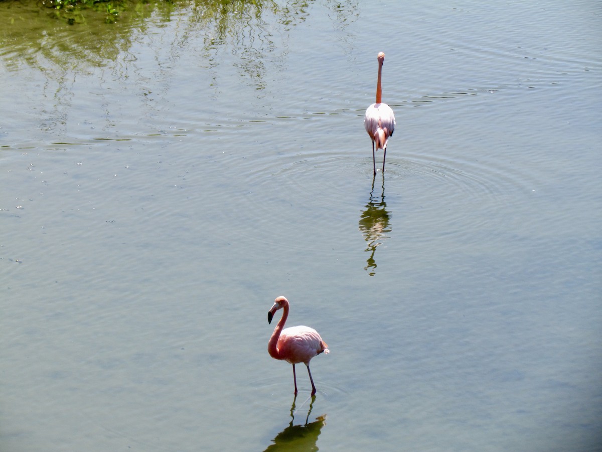 Amerika Flamingosu - ML316213731