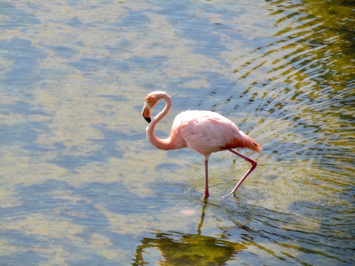 Amerika Flamingosu - ML316213741
