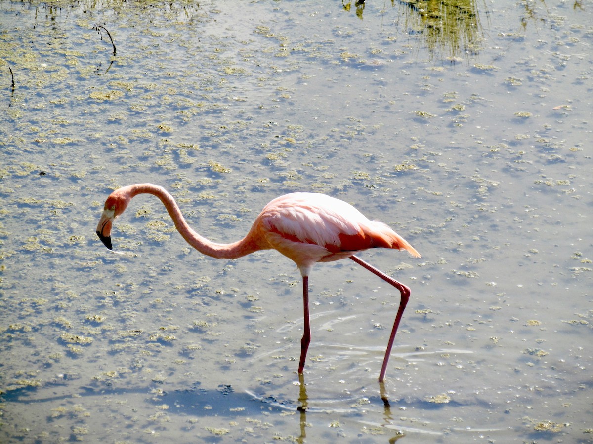 Amerika Flamingosu - ML316213761