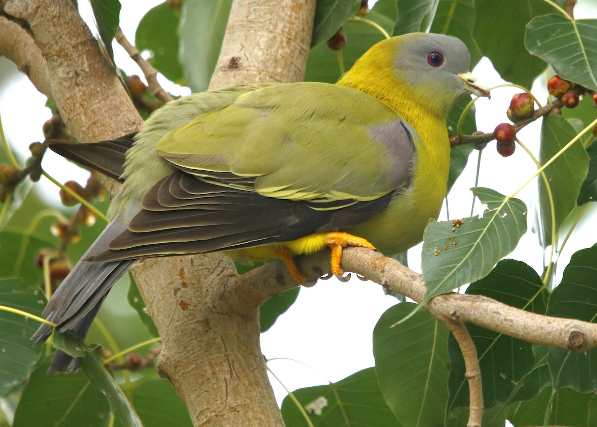 Yellow-footed Green-Pigeon - ML316223851