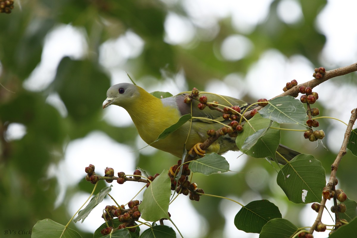 Yellow-footed Green-Pigeon - ML316224011